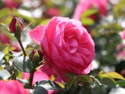 Beetrose 'Leonardo Da Vinci' ® -Deutschland Garten Funk Verkaufs-Shop beetrose leonardo da vinci m002628 w 6