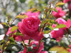 Beetrose 'Leonardo Da Vinci' ® -Deutschland Garten Funk Verkaufs-Shop beetrose leonardo da vinci m002628 w 7