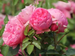 Beetrose 'Leonardo Da Vinci' ® -Deutschland Garten Funk Verkaufs-Shop beetrose leonardo da vinci m002628 w 8