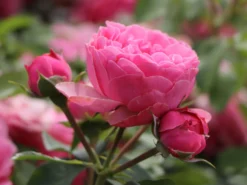 Beetrose 'Leonardo Da Vinci' ® -Deutschland Garten Funk Verkaufs-Shop beetrose leonardo da vinci m002628 w 9