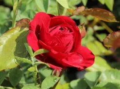 Beetrose 'Lilli Marleen' ®