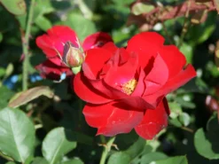 Beetrose 'Lilli Marleen' ® -Deutschland Garten Funk Verkaufs-Shop beetrose lilli marleen m005694 w 0