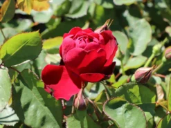 Beetrose 'Lilli Marleen' ® -Deutschland Garten Funk Verkaufs-Shop beetrose lilli marleen m005694 w 2