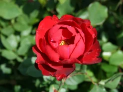 Beetrose 'Lilli Marleen' ® -Deutschland Garten Funk Verkaufs-Shop beetrose lilli marleen m005694 w 3