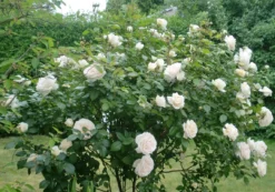 Beetrose 'Lions-Rose' -Deutschland Garten Funk Verkaufs-Shop beetrose lions rose adr rose m002632 133590 0