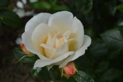 Beetrose 'Lions-Rose' -Deutschland Garten Funk Verkaufs-Shop beetrose lions rose adr rose m002632 271123 0