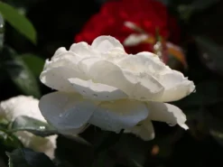 Beetrose 'Lions-Rose' -Deutschland Garten Funk Verkaufs-Shop beetrose lions rose adr rose m002632 w 0