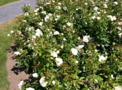 Beetrose 'Lions-Rose' -Deutschland Garten Funk Verkaufs-Shop beetrose lions rose adr rose m002632 w 1