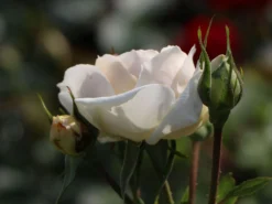 Beetrose 'Lions-Rose' -Deutschland Garten Funk Verkaufs-Shop beetrose lions rose adr rose m002632 w 2