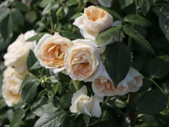 Beetrose 'Lions-Rose' -Deutschland Garten Funk Verkaufs-Shop beetrose lions rose adr rose m002632 w 5