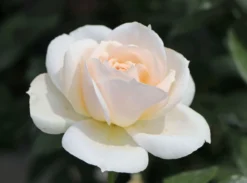 Beetrose 'Lions-Rose' -Deutschland Garten Funk Verkaufs-Shop beetrose lions rose adr rose m002632 w 6