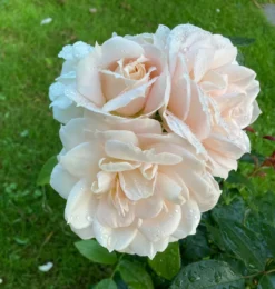 Beetrose 'Lions-Rose' -Deutschland Garten Funk Verkaufs-Shop beetrose lions rose m002632 1146530 1