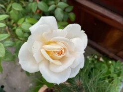 Beetrose 'Lions-Rose' -Deutschland Garten Funk Verkaufs-Shop beetrose lions rose m002632 1349702 0