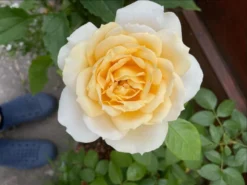 Beetrose 'Lions-Rose' -Deutschland Garten Funk Verkaufs-Shop beetrose lions rose m002632 1349702 1