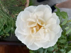 Beetrose 'Lions-Rose' -Deutschland Garten Funk Verkaufs-Shop beetrose lions rose m002632 1349702 2