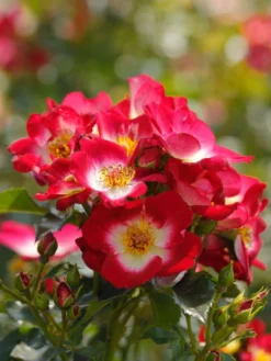 Beetrose 'Loki' ® -Deutschland Garten Funk Verkaufs-Shop beetrose loki m122468 w 0