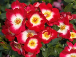 Beetrose 'Loki' ® -Deutschland Garten Funk Verkaufs-Shop beetrose loki m122468 w 2