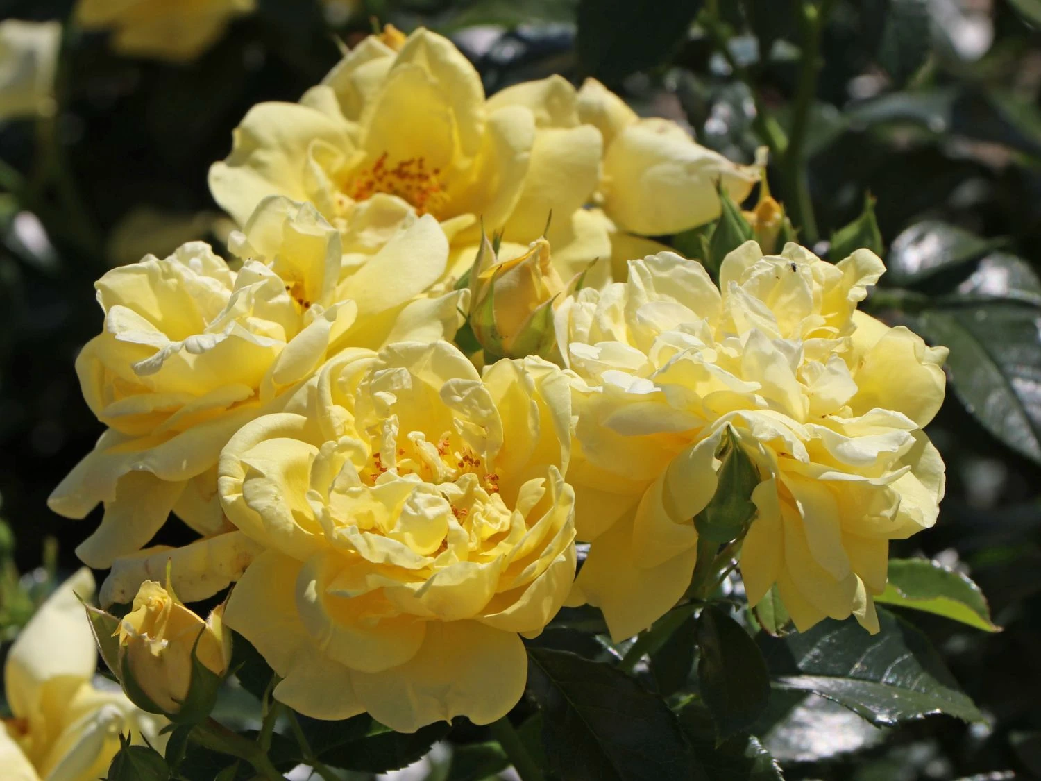 Beetrose 'Loredo' ® 1 Beetrose 'Loredo' ®