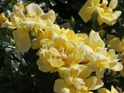 Beetrose 'Loredo' ® 26 Beetrose 'Loredo' ® -Deutschland Garten Funk Verkaufs-Shop beetrose loredo adr rose m009397 w 1