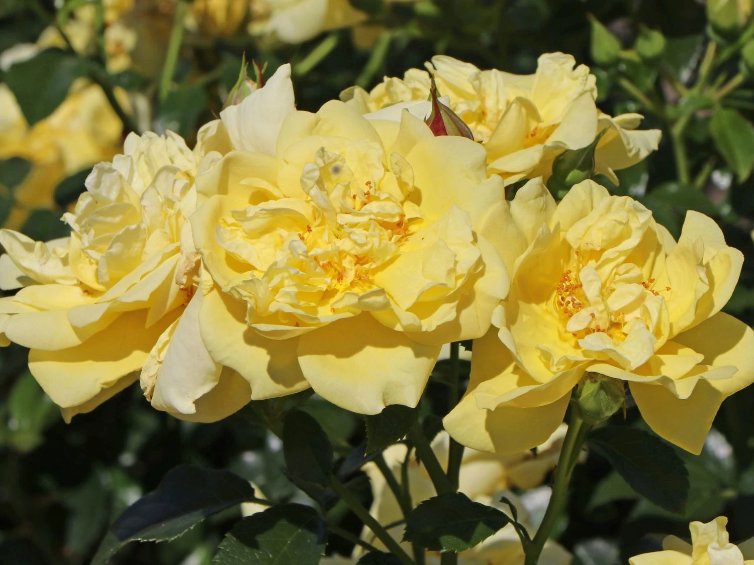 Beetrose 'Loredo' ® 8 Beetrose 'Loredo' ® – Bild 8