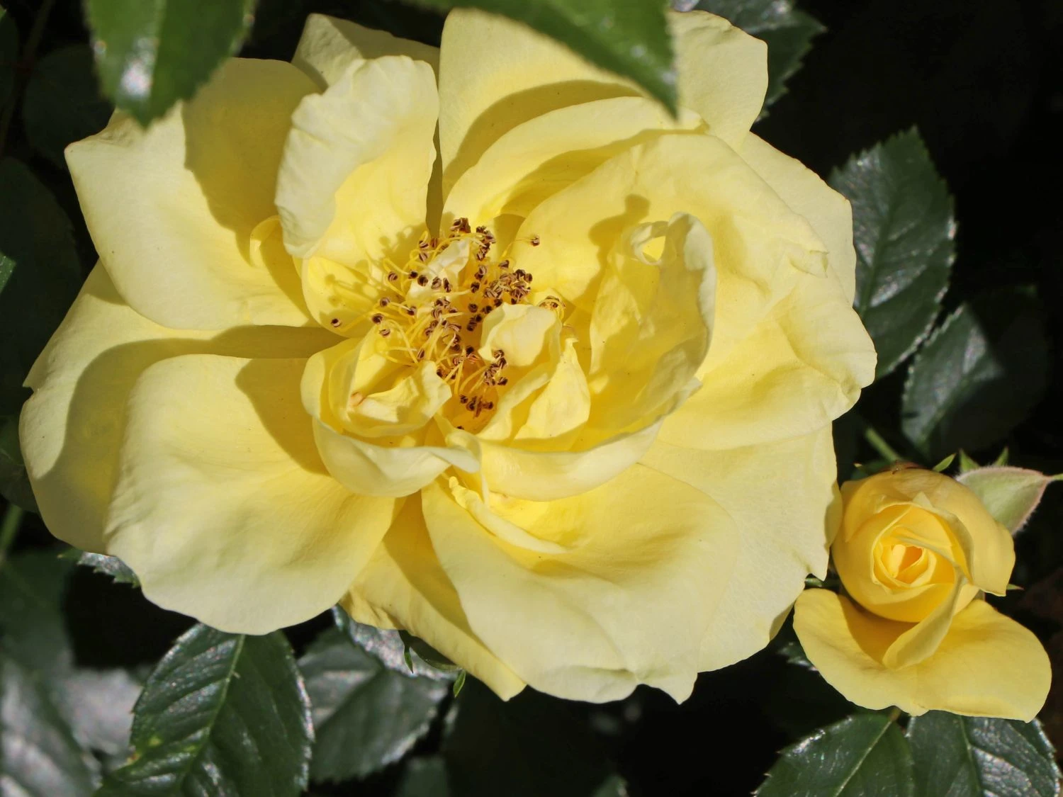 Beetrose 'Loredo' ® 11 Beetrose 'Loredo' ® – Bild 11