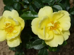 Beetrose 'Loredo' ® 29 Beetrose 'Loredo' ® -Deutschland Garten Funk Verkaufs-Shop beetrose loredo m009397 765787 0