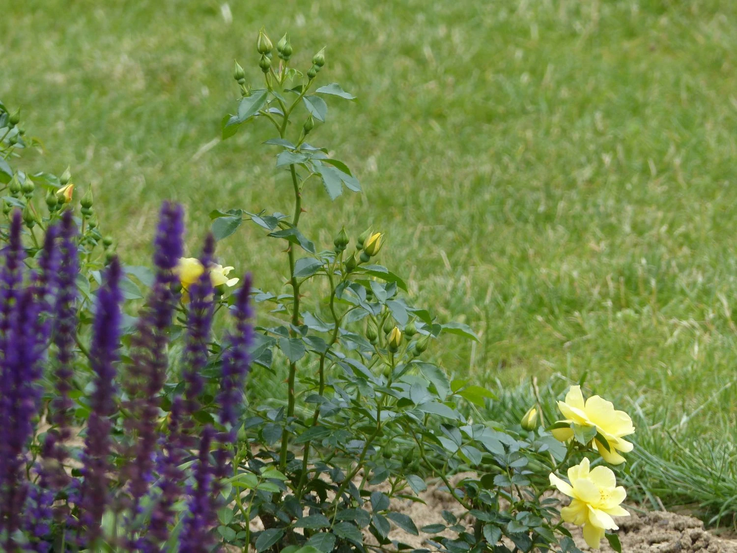 Beetrose 'Loredo' ® 14 Beetrose 'Loredo' ® – Bild 14