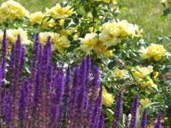 Beetrose 'Loredo' ® 27 Beetrose 'Loredo' ® -Deutschland Garten Funk Verkaufs-Shop beetrose loredo m009397 765787 2