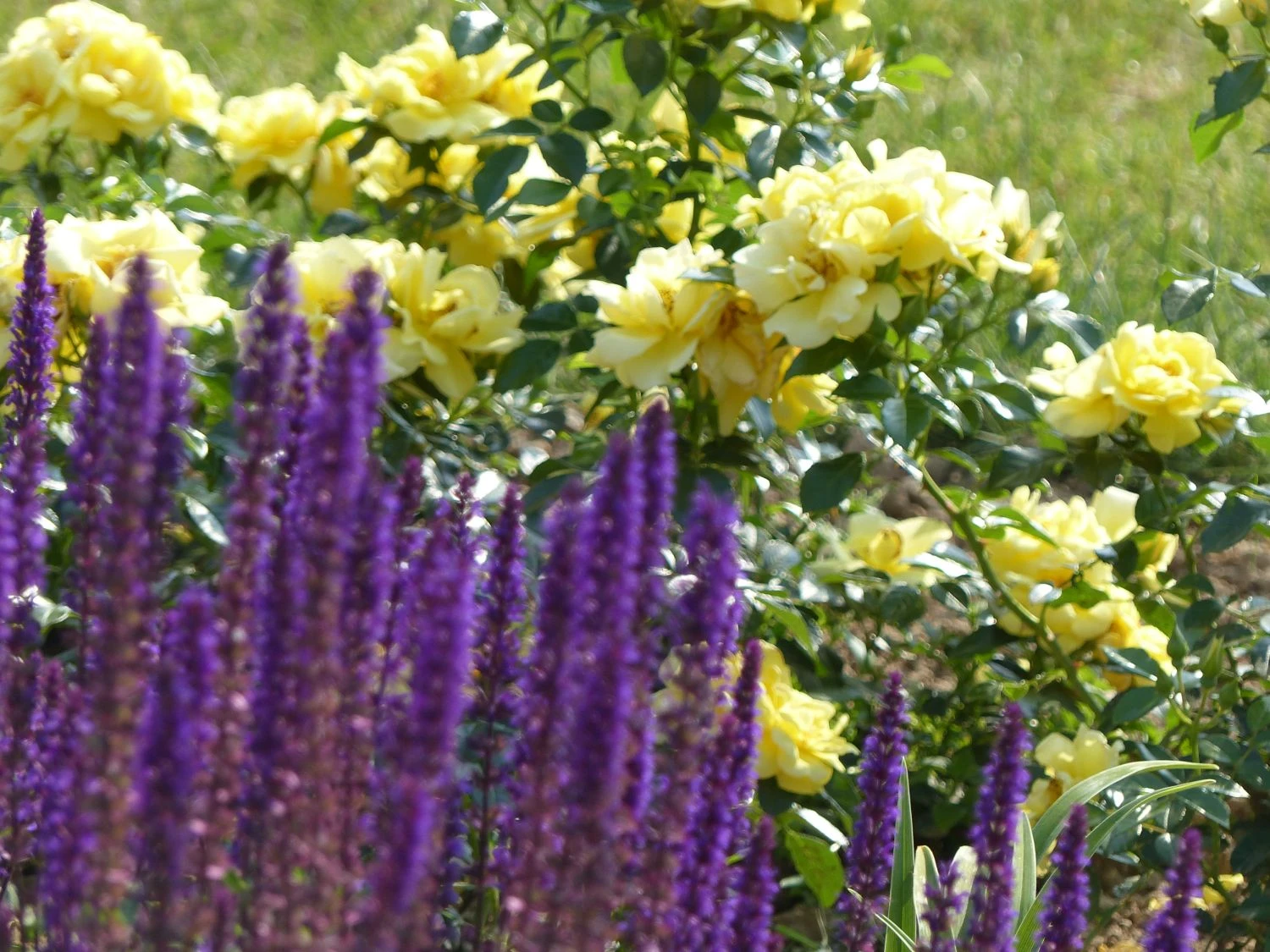 Beetrose 'Loredo' ® 13 Beetrose 'Loredo' ® – Bild 13