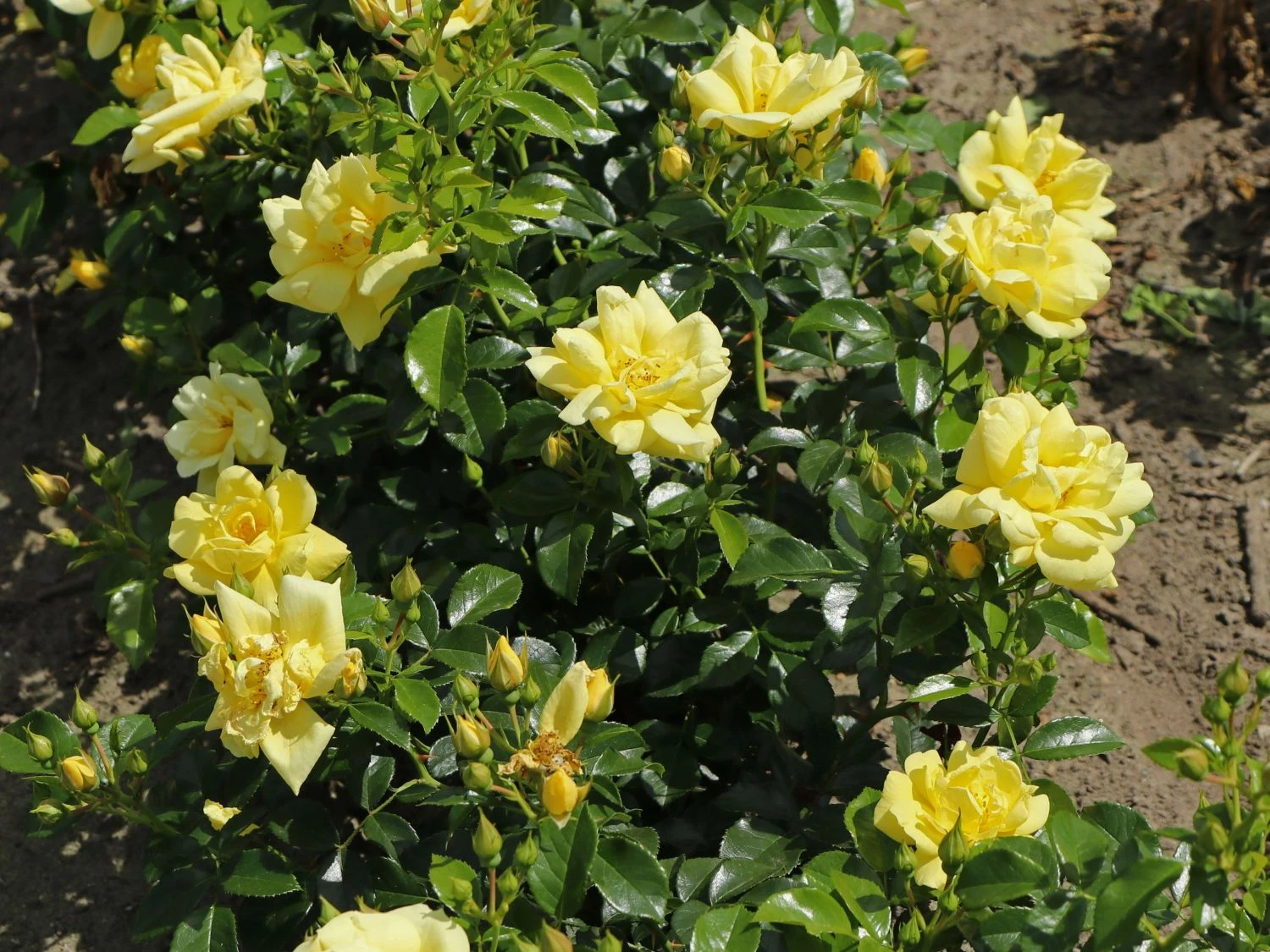 Beetrose 'Loredo' ® 9 Beetrose 'Loredo' ® – Bild 9