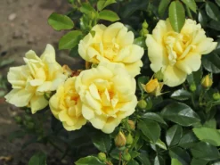 Beetrose 'Loredo' ® 24 Beetrose 'Loredo' ® -Deutschland Garten Funk Verkaufs-Shop beetrose loredo m009397 w 1