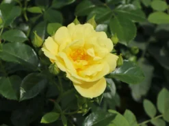 Beetrose 'Loredo' ® 20 Beetrose 'Loredo' ® -Deutschland Garten Funk Verkaufs-Shop beetrose loredo m009397 w 2