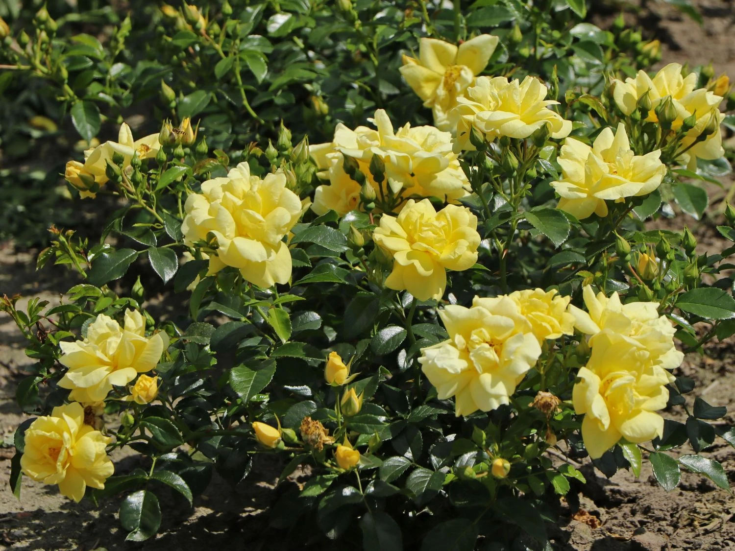 Beetrose 'Loredo' ® 2 Beetrose 'Loredo' ® – Bild 2