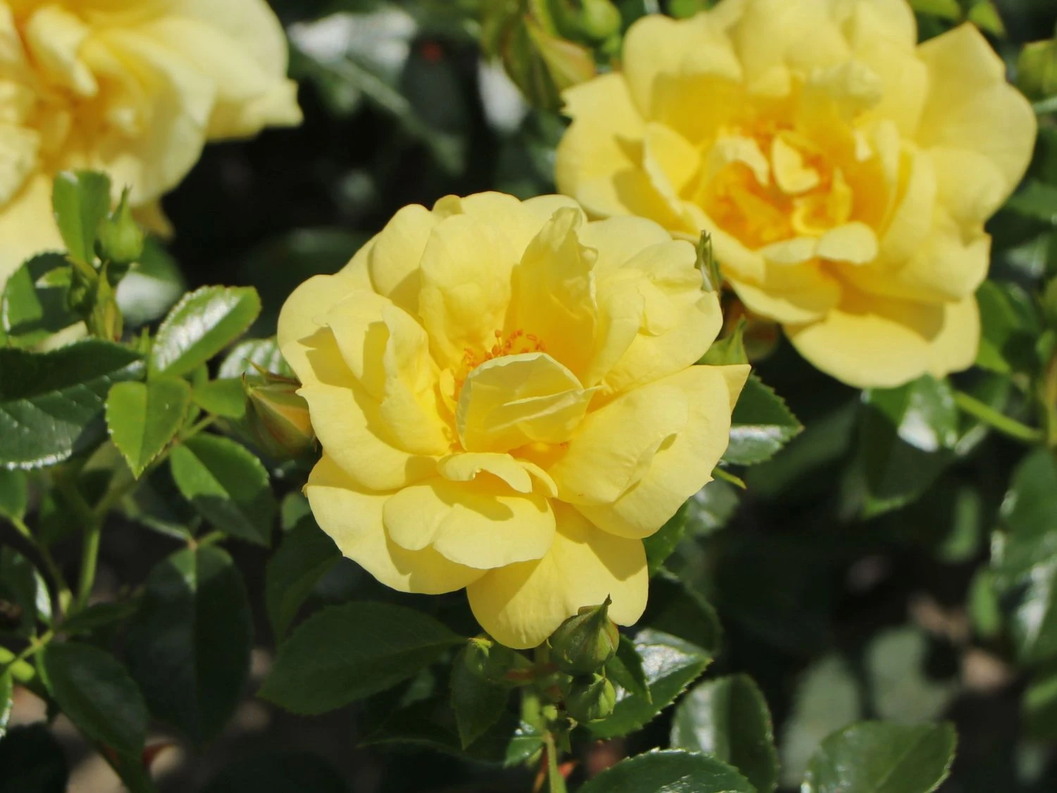 Beetrose 'Loredo' ® 5 Beetrose 'Loredo' ® – Bild 5