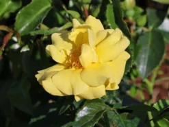 Beetrose 'Loredo' ® 18 Beetrose 'Loredo' ® -Deutschland Garten Funk Verkaufs-Shop beetrose loredo m009397 w 5