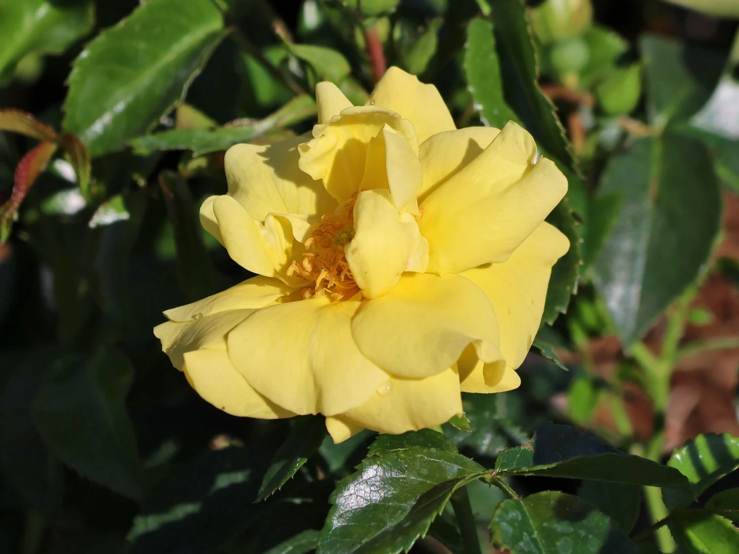 Beetrose 'Loredo' ® 4 Beetrose 'Loredo' ® – Bild 4