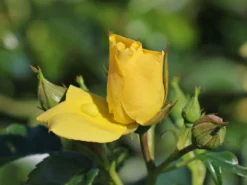 Beetrose 'Loredo' ® 17 Beetrose 'Loredo' ® -Deutschland Garten Funk Verkaufs-Shop beetrose loredo m009397 w 6