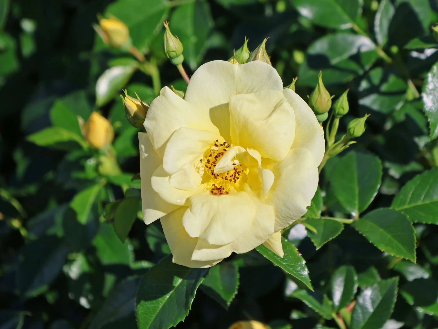 Beetrose 'Loredo' ® 7 Beetrose 'Loredo' ® – Bild 7