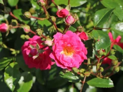 Beetrose 'Lovely Fairy' ® -Deutschland Garten Funk Verkaufs-Shop beetrose lovely fairy m005732 w 0 1