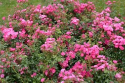 Beetrose 'Lovely Fairy' ® -Deutschland Garten Funk Verkaufs-Shop beetrose lovely fairy m005732 w 0