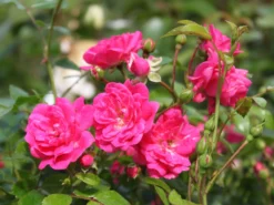 Beetrose 'Lovely Fairy' ® -Deutschland Garten Funk Verkaufs-Shop beetrose lovely fairy m005732 w 1 1