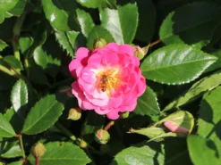 Beetrose 'Lovely Fairy' ® -Deutschland Garten Funk Verkaufs-Shop beetrose lovely fairy m005732 w 1