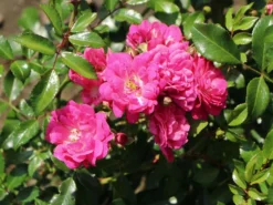 Beetrose 'Lovely Fairy' ® -Deutschland Garten Funk Verkaufs-Shop beetrose lovely fairy m005732 w 3