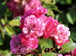 Beetrose 'Lovely Fairy' ® -Deutschland Garten Funk Verkaufs-Shop beetrose lovely fairy m005732 w 4