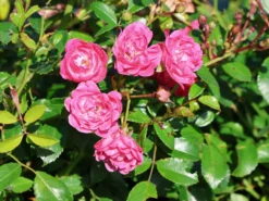 Beetrose 'Lovely Fairy' ® -Deutschland Garten Funk Verkaufs-Shop beetrose lovely fairy m005732 w 5