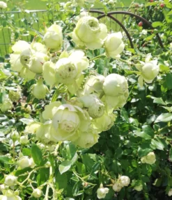 Beetrose 'Lovely Green' -Deutschland Garten Funk Verkaufs-Shop beetrose lovely green m003474 1020094 0 1