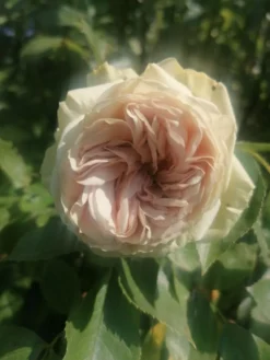 Beetrose 'Lovely Green' -Deutschland Garten Funk Verkaufs-Shop beetrose lovely green m003474 1020094 0