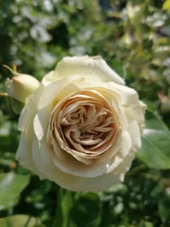 Beetrose 'Lovely Green' -Deutschland Garten Funk Verkaufs-Shop beetrose lovely green m003474 1020094 1