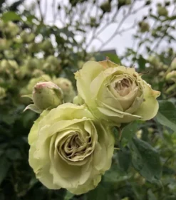 Beetrose 'Lovely Green' -Deutschland Garten Funk Verkaufs-Shop beetrose lovely green m003474 697660 0