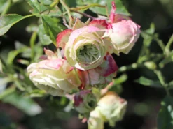 Beetrose 'Lovely Green' -Deutschland Garten Funk Verkaufs-Shop beetrose lovely green m003474 w 3